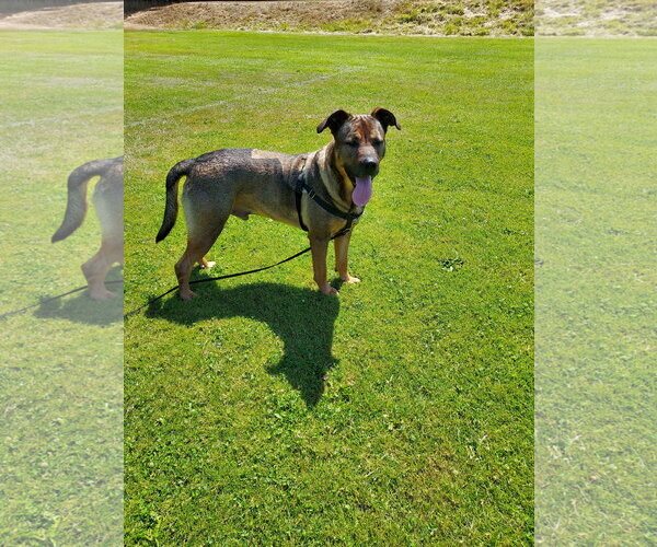 Medium Photo #3 German Shepherd Dog-Unknown Mix Puppy For Sale in Sequim, WA, USA