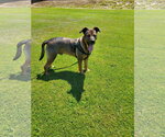 Small Photo #3 German Shepherd Dog-Unknown Mix Puppy For Sale in Sequim, WA, USA