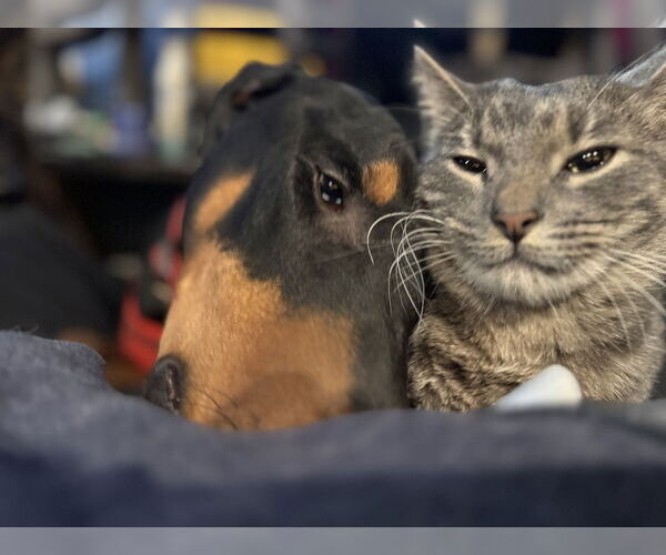 Medium Photo #2 Doberman Pinscher Puppy For Sale in Buffalo, MN, USA