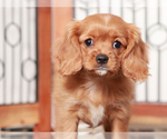 Small #1 Cavapoo