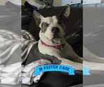 Small #2 American Staffordshire Terrier Mix