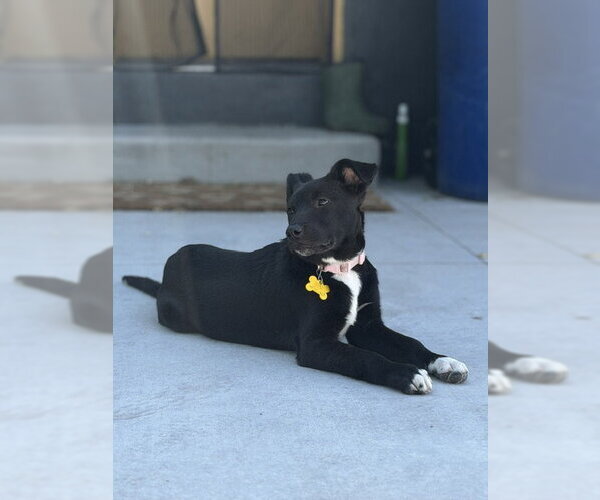 Medium Photo #8 Labrador Retriever-Unknown Mix Puppy For Sale in Sandy, UT, USA