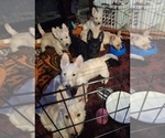 Small Photo #2 Scottish Terrier Puppy For Sale in KAWKAWLIN, MI, USA