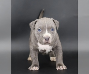 American Bully Puppy for sale in CHAMPAIGN, IL, USA