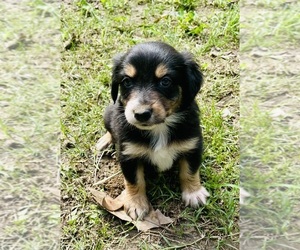 Australian Shepherd Puppy for sale in DRUMMONDS, TN, USA