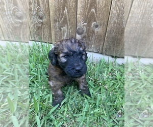 Whoodle Puppy for sale in SPANISH FORT, AL, USA