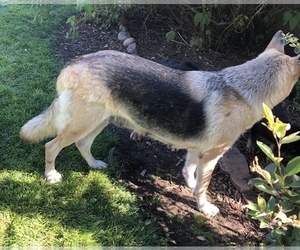 Mother of the German Shepherd Dog puppies born on 11/23/2025
