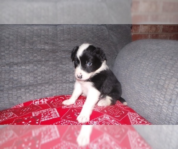 Medium Photo #15 Border Collie Puppy For Sale in AIKEN, SC, USA