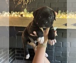 Puppy Male 1 American Bulldog