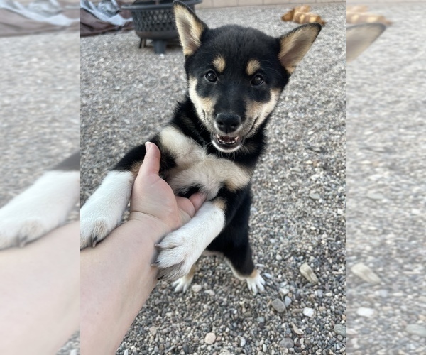 Medium Photo #2 Shiba Inu Puppy For Sale in TUCSON, AZ, USA