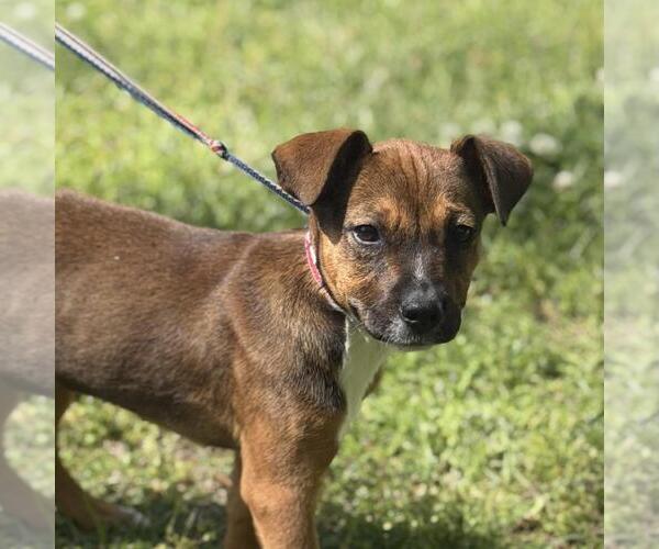 Medium Photo #1 Labrador Retriever-Unknown Mix Puppy For Sale in Yardley, PA, USA