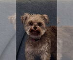 Small #4 Poodle (Toy)