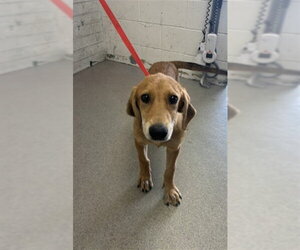 Doberman Pinscher-German Shepherd Dog Mix Dogs for adoption in San Bernardino, CA, USA