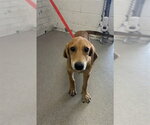 Small Doberman Pinscher-German Shepherd Dog Mix