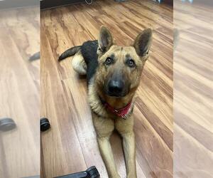 German Shepherd Dog-Unknown Mix Dogs for adoption in Elk Grove, CA, USA