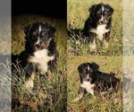 Small Photo #2 Miniature Australian Shepherd Puppy For Sale in BROOKER, FL, USA
