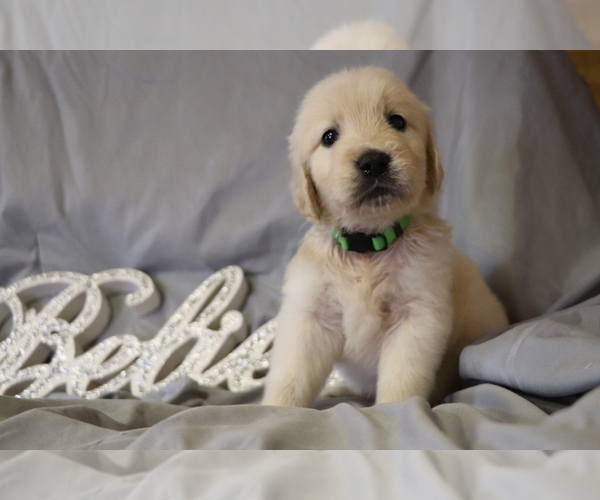 Medium Photo #1 Golden Retriever Puppy For Sale in LOUISBURG, NC, USA