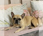 Small #5 French Bulldog Mix