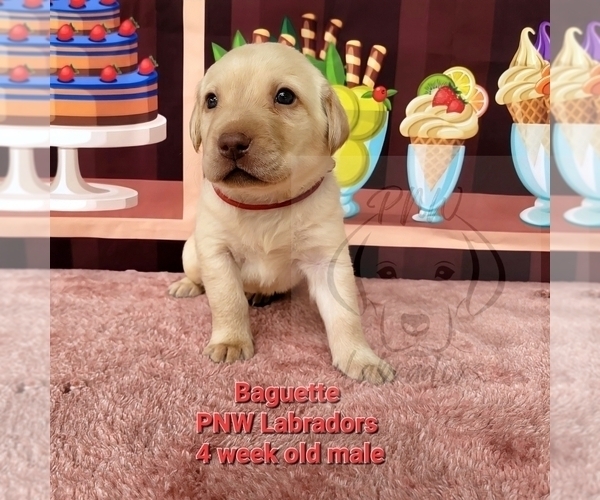 Medium Photo #1 Labrador Retriever Puppy For Sale in ROGUE RIVER, OR, USA