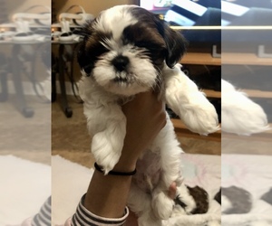 Shih Tzu Puppy for sale in PALMDALE, CA, USA
