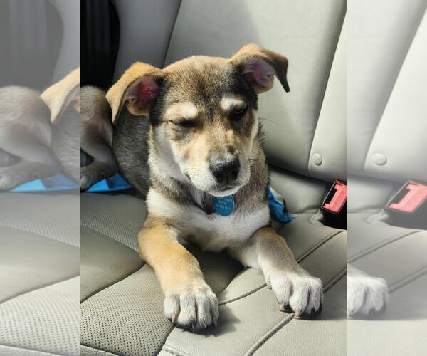 Medium Photo #4 Australian Shepherd Puppy For Sale in Royal Palm Beach, FL, USA