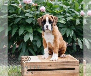 Boxer Puppy for sale in NARVON, PA, USA