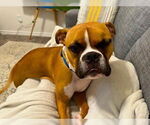 Small #3 Boxer