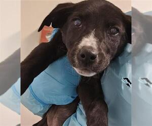 Labrador Retriever Dogs for adoption in Bakersfield, CA, USA