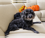 Bowie - Male Poodle (Miniature) Dog for Adoption - Small photo
