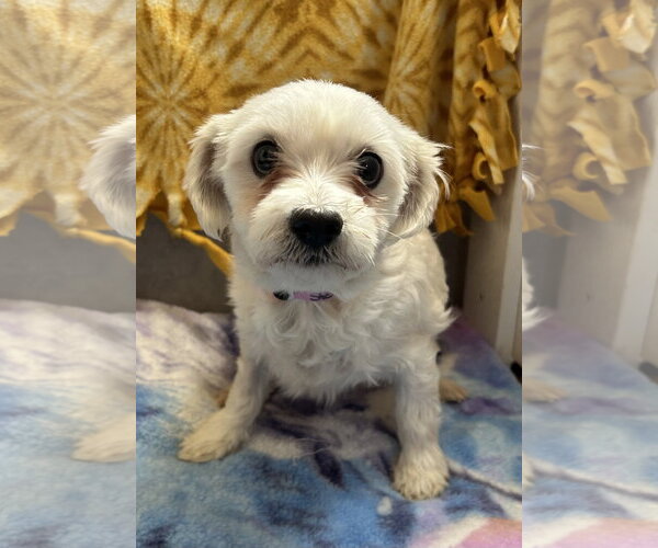 Medium Photo #1 Maltese-Unknown Mix Puppy For Sale in Pacolet, SC, USA