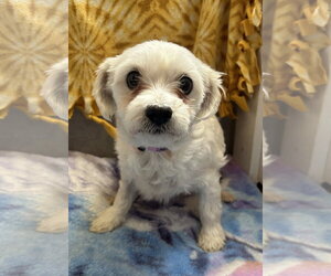 Maltese-Unknown Mix Dogs for adoption in Pacolet, SC, USA