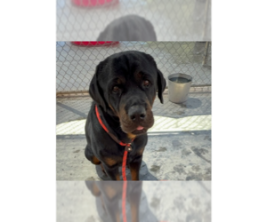 Rottweiler Dogs for adoption in Gilbert, AZ, USA