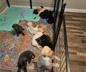 Labrador Retriever Puppy for sale in CHATHAM, IL, USA