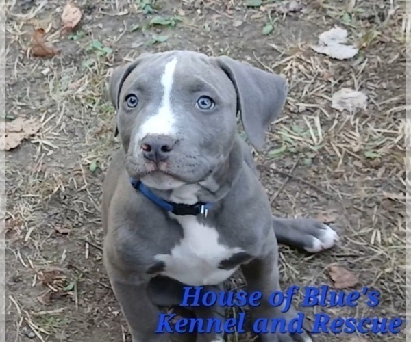 Medium Photo #2 American Pit Bull Terrier Puppy For Sale in DELAWARE, OH, USA