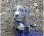 Small #1 American Pit Bull Terrier