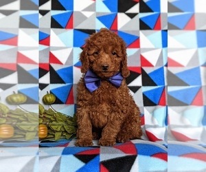 Miniature Labradoodle Puppy for sale in NOTTINGHAM, PA, USA