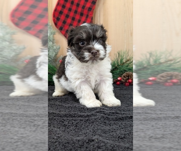 Medium Photo #6 Havanese Puppy For Sale in GOSHEN, IN, USA