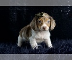 Small #2 Dachshund