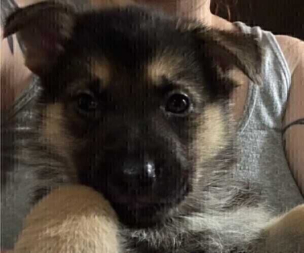 Medium Photo #11 German Shepherd Dog Puppy For Sale in SACRAMENTO, CA, USA