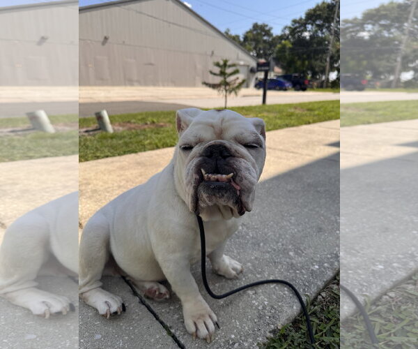 Medium Photo #2 Bulldog Puppy For Sale in Sanford, FL, USA