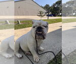 Small #1 Bulldog
