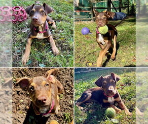 Treeing Walker Coonhound-Unknown Mix Dogs for adoption in Brewster, MA, USA