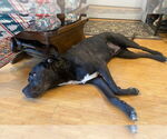 Small #1 American Pit Bull Terrier Mix