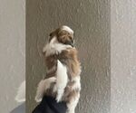 Small #1 Shih Tzu