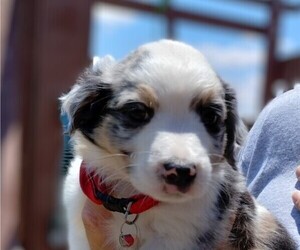 Miniature American Shepherd Puppy for sale in LUBBOCK, TX, USA