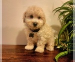 Small #1 Poodle (Miniature)-Poodle (Toy) Mix