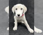 Small #2 Great Pyrenees Mix