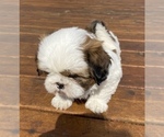 Small Photo #2 Shih Tzu Puppy For Sale in SAINT FRANCIS, MN, USA