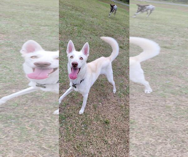 Medium Photo #5 German Shepherd Dog-Siberian Husky Mix Puppy For Sale in Valrico, FL, USA