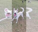 Small #4 German Shepherd Dog-Siberian Husky Mix